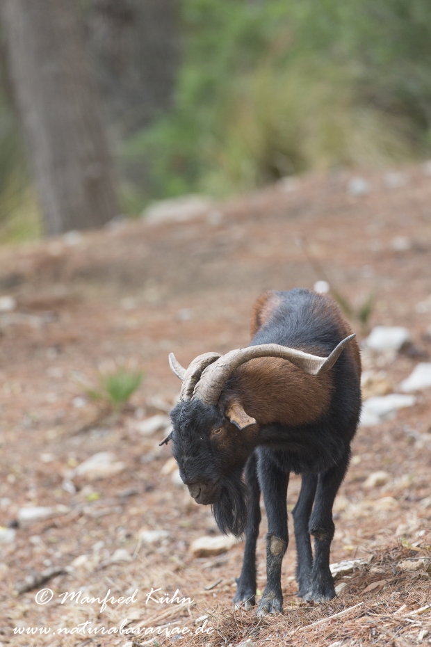 Balearen Bock ()_0059