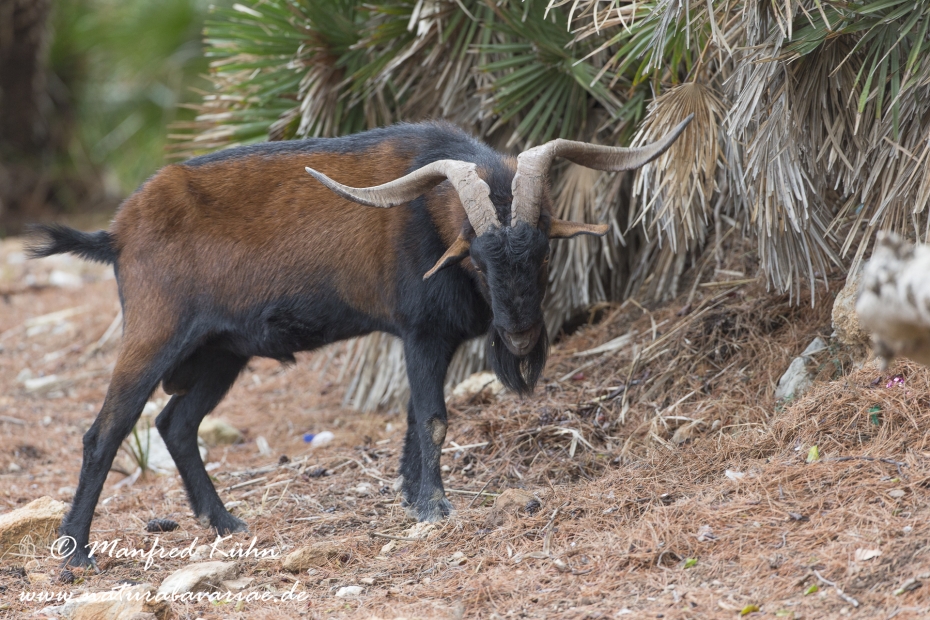 Balearen Bock ()_0062