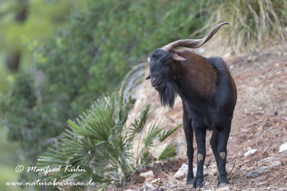 Balearen Bock ()_0083