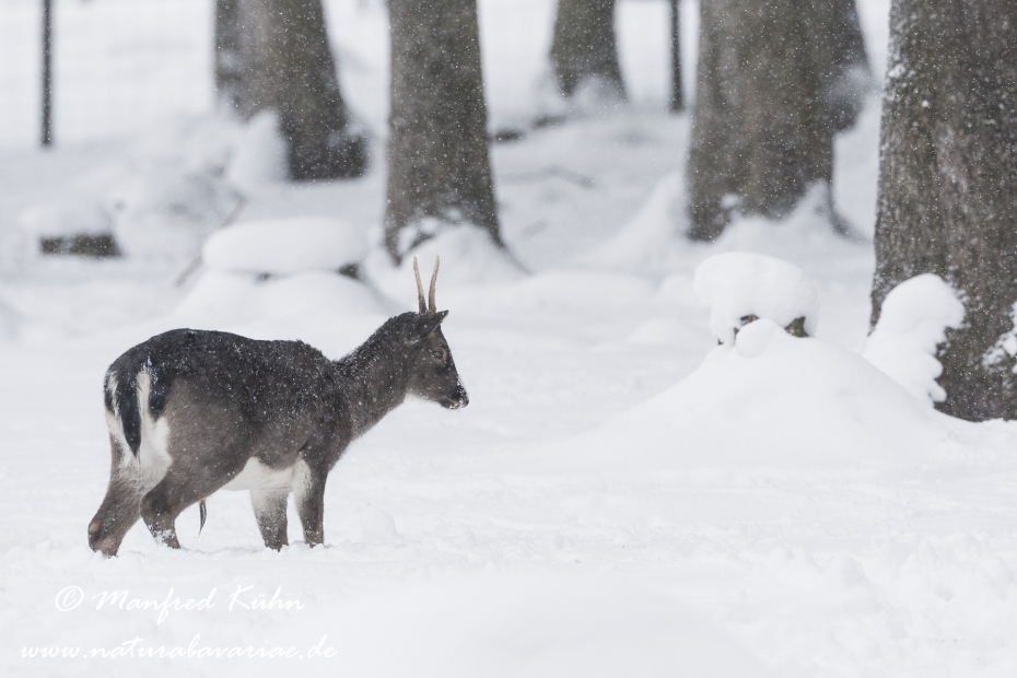 Damhirsch ()_0005