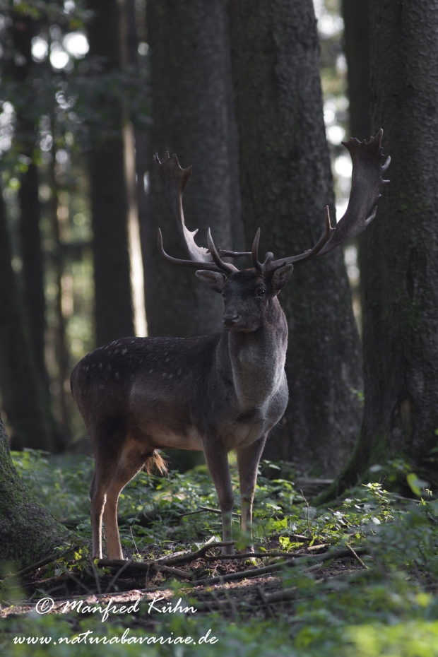 Damhirsch ()_0037