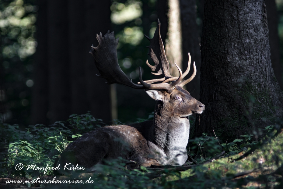 Damhirsch ()_0041