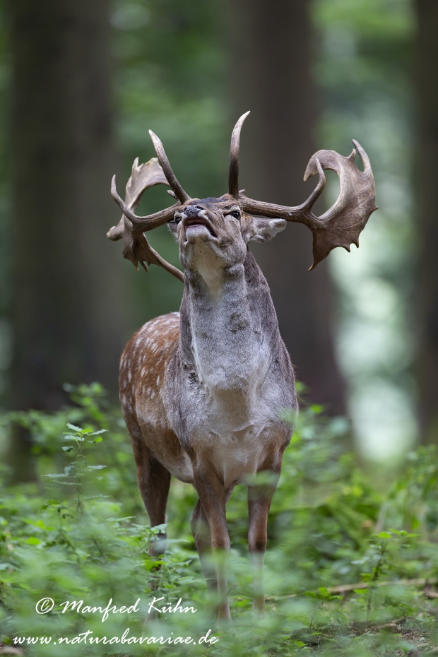 Damhirsch ()_0047