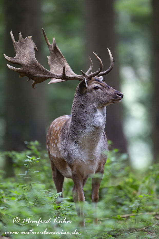 Damhirsch ()_0050
