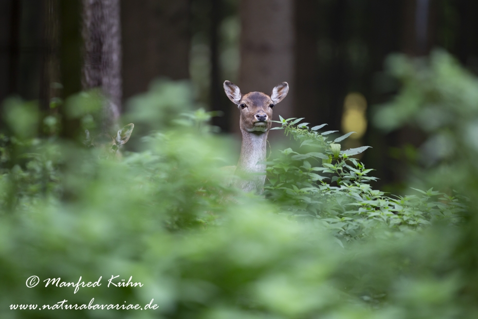 Damhirsch ()_0051