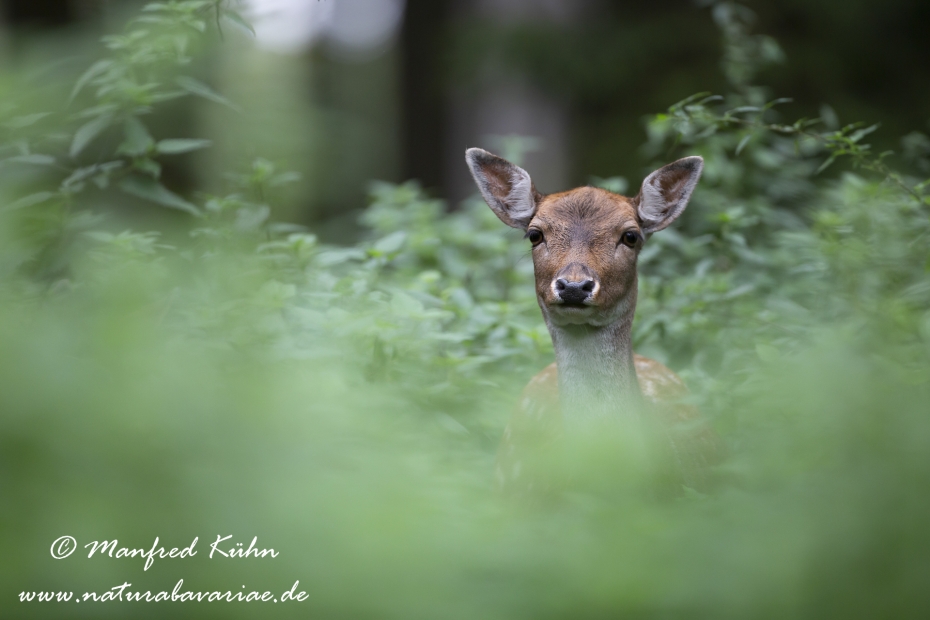 Damhirsch ()_0054