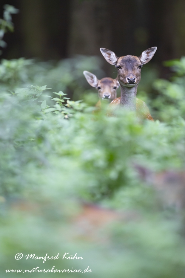 Damhirsch ()_0057