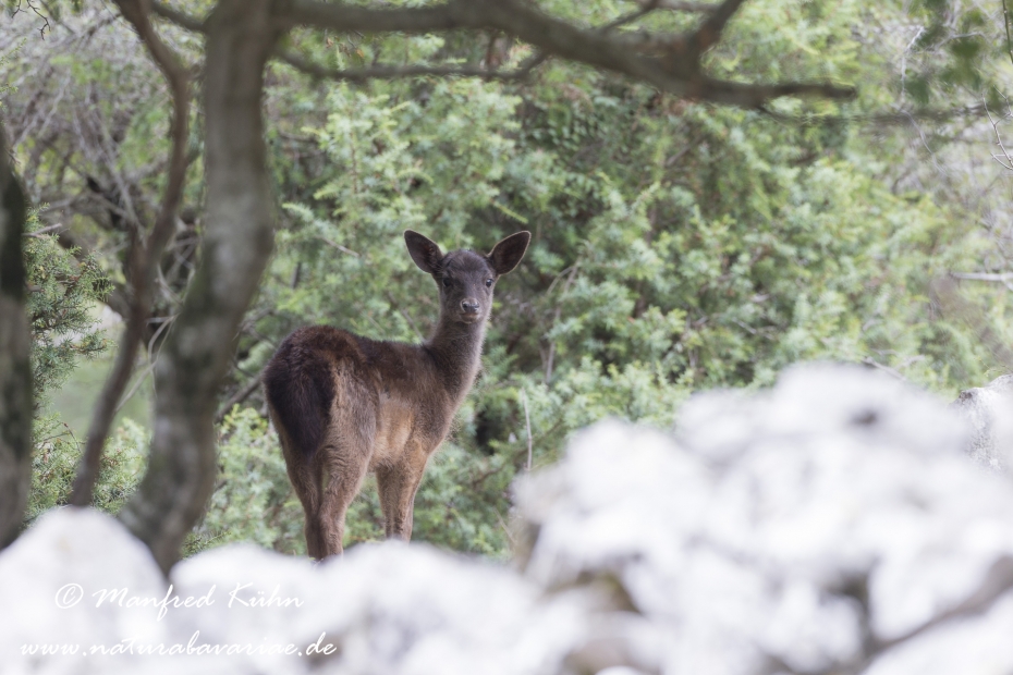 Damhirsch ()_0059