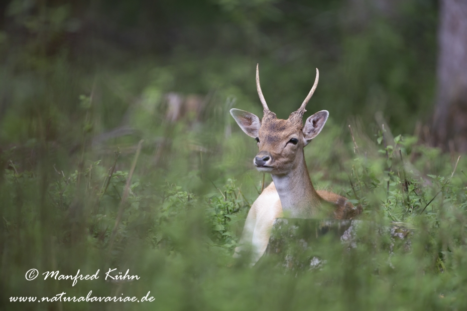 Damhirsch ()_0069