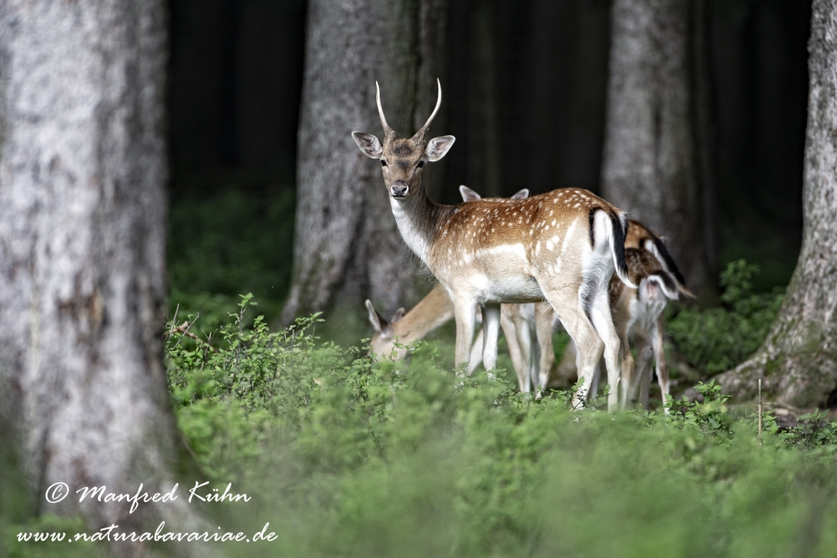 Damhirsch ()_0072