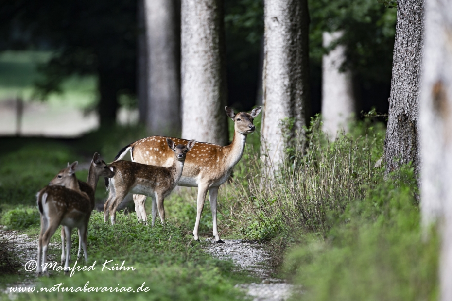 Damhirsch ()_0075