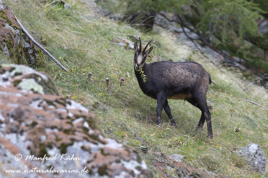 Gämse (Alpen-)_0021