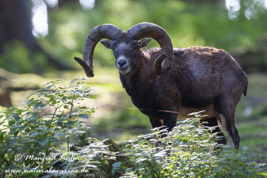 Mufflon ()_0064
