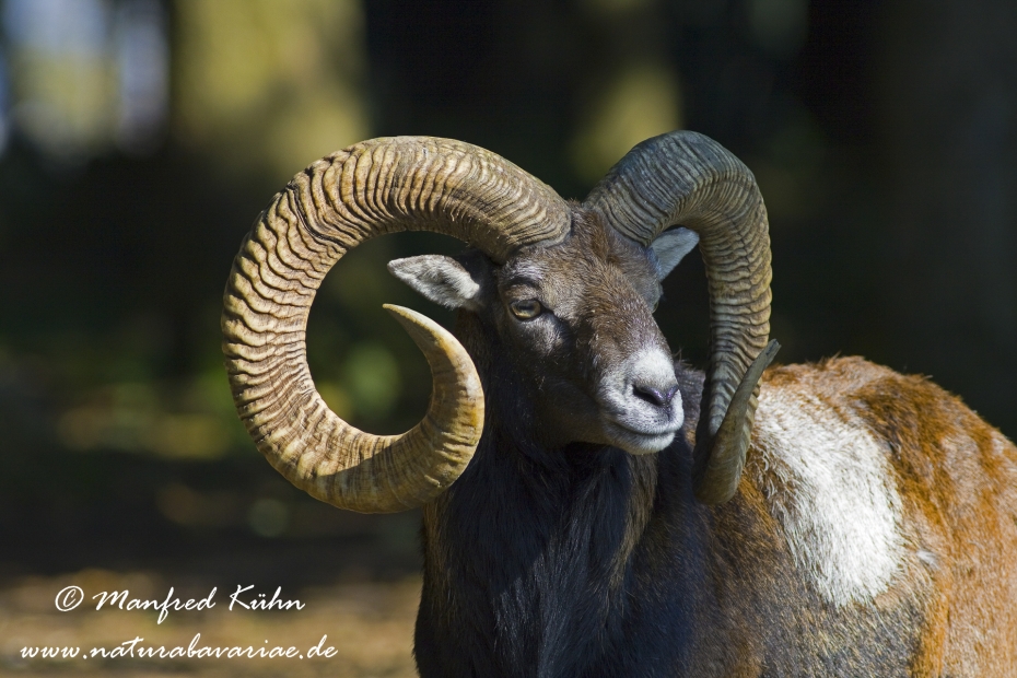 Mufflon ()_0067