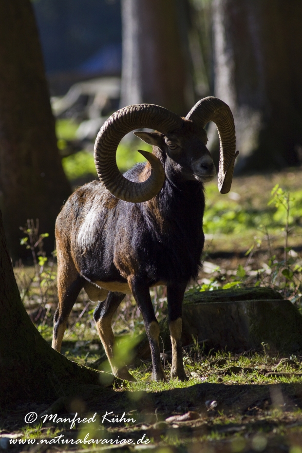 Mufflon ()_0068