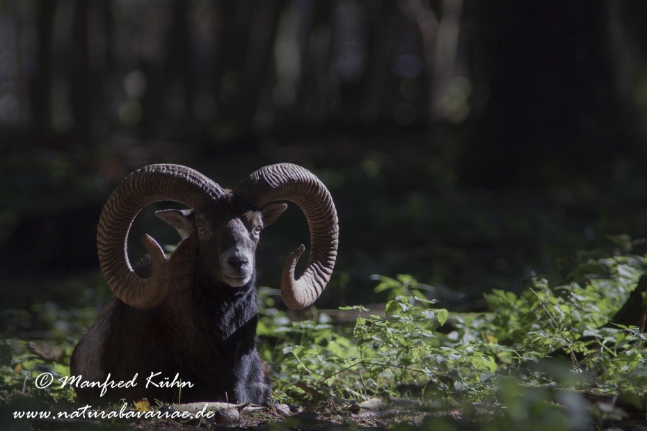 Mufflon ()_0069