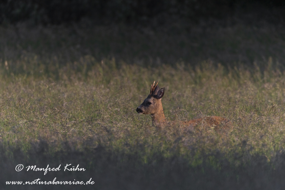 Reh ()_0061