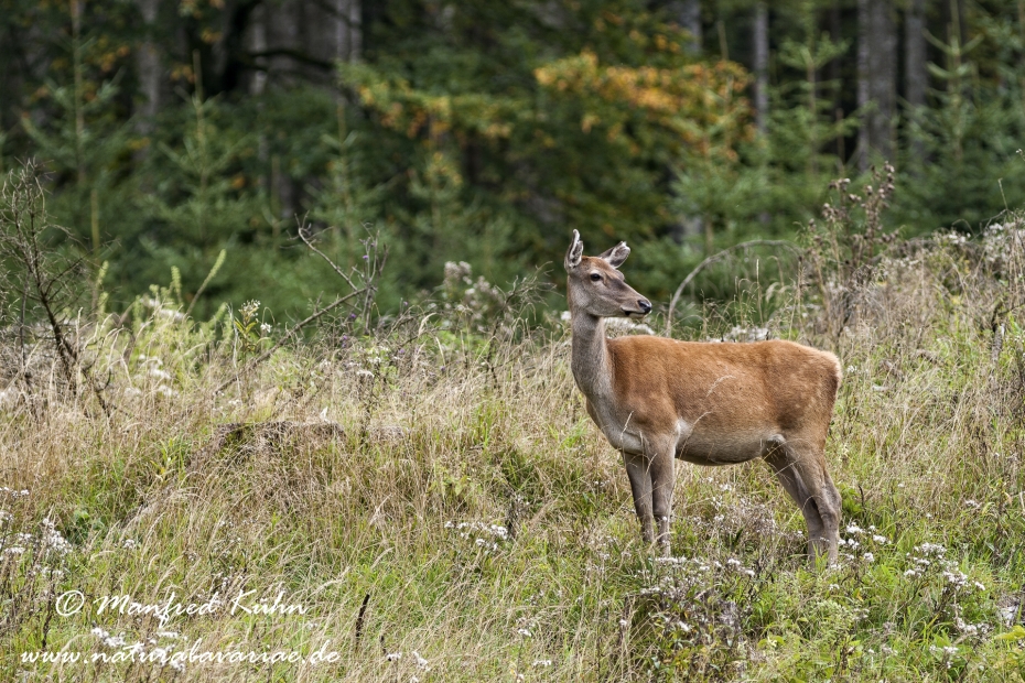 Rothirsch ()_0054