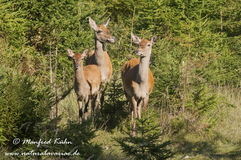 Rothirsch ()_0072
