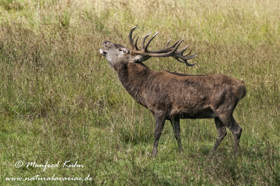 Rothirsch ()_0076