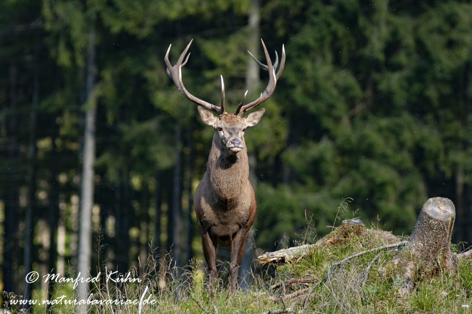 Rothirsch ()_0083