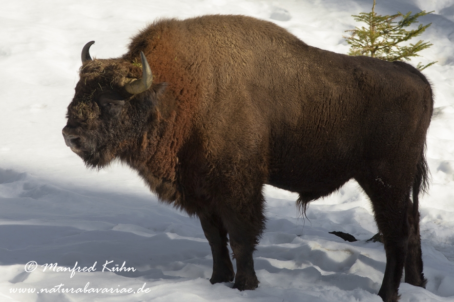 Wisent ()_0012
