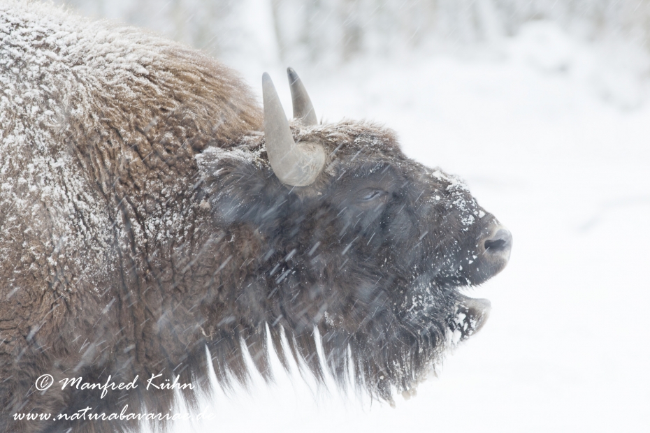 Wisent ()_0064