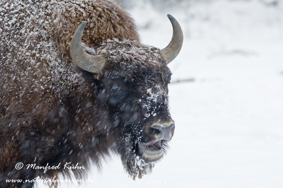 Wisent ()_0065
