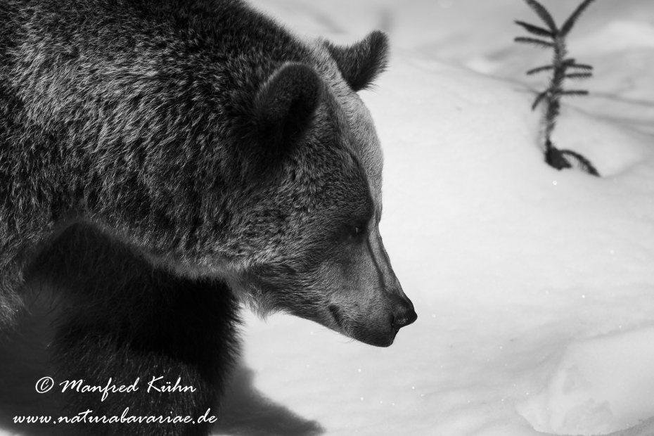 Braunbär (Europäischer)_0001