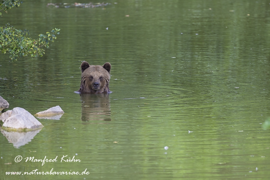 Braunbär (Europäischer)_0002