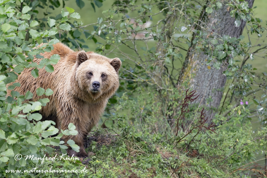 Braunbär (Europäischer)_0003