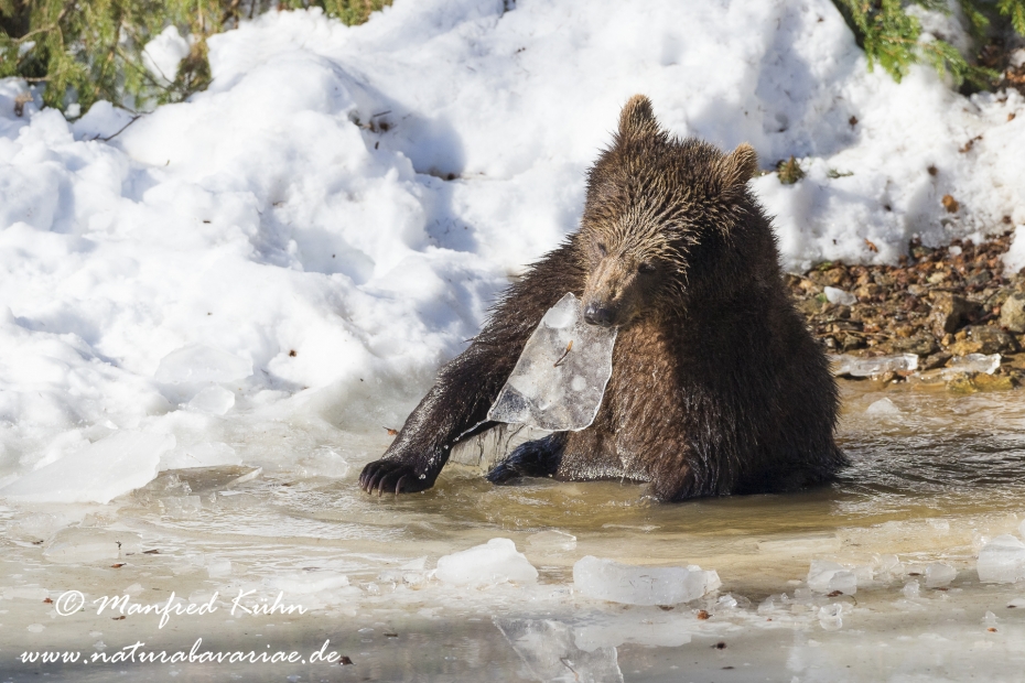Braunbär (Europäischer)_0006