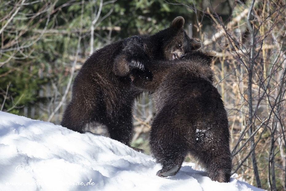 Braunbär (Europäischer)_0008