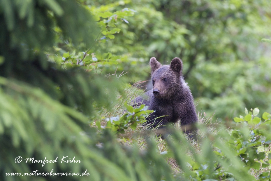 Braunbär (Europäischer)_0013