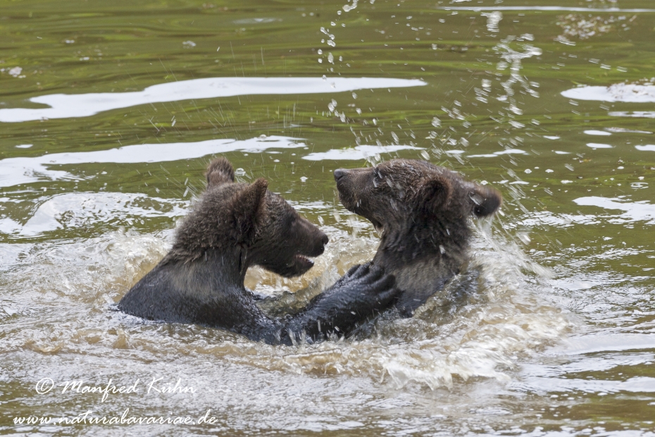 Braunbär (Europäischer)_0014
