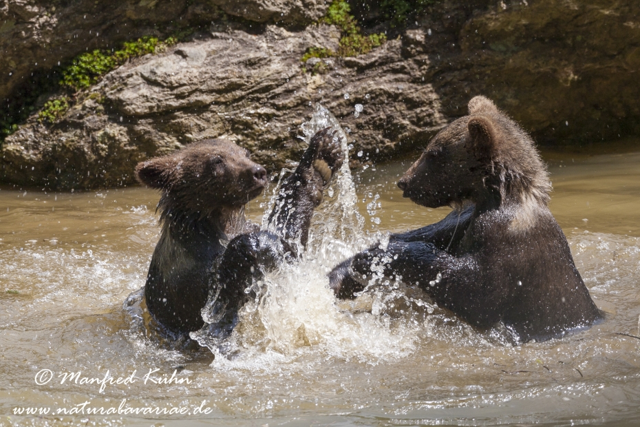 Braunbär (Europäischer)_0018