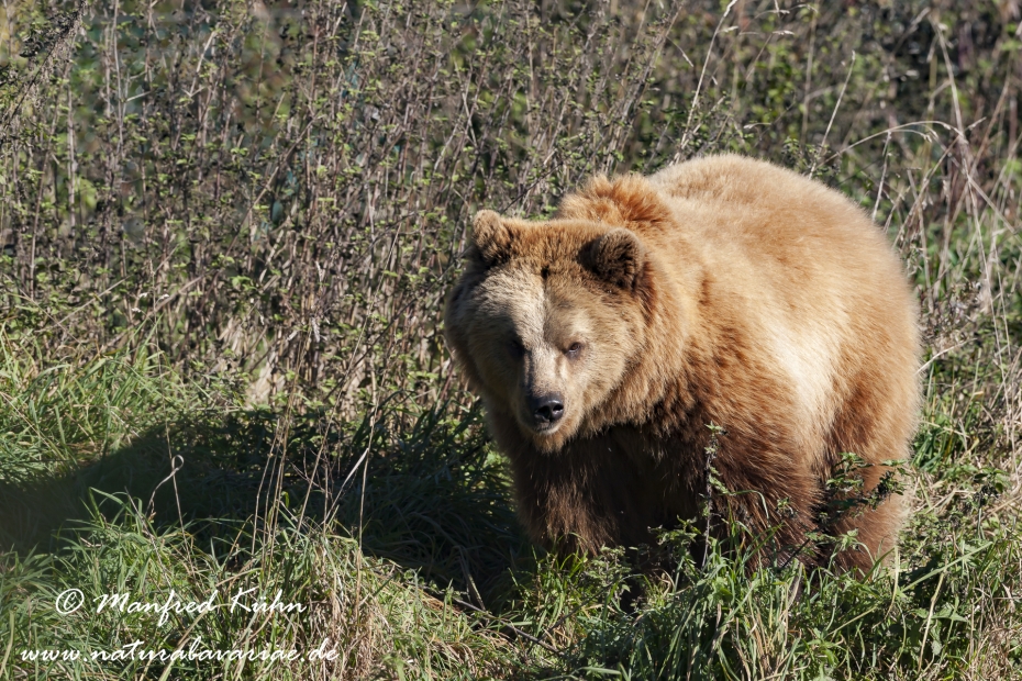Braunbär (Europäischer)_0020