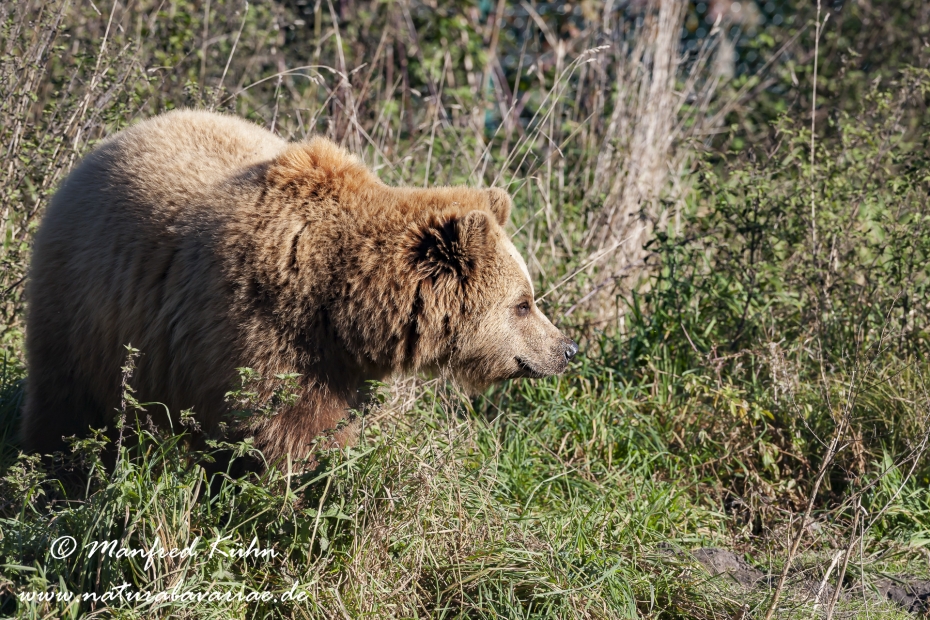 Braunbär (Europäischer)_0021