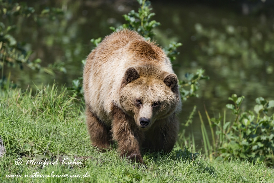 Braunbär (Europäischer)_0024