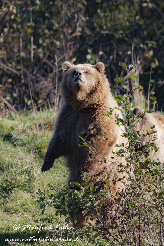 Braunbär (Europäischer)_0025