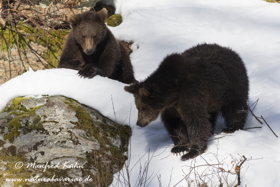 Braunbär (Europäischer)_0030
