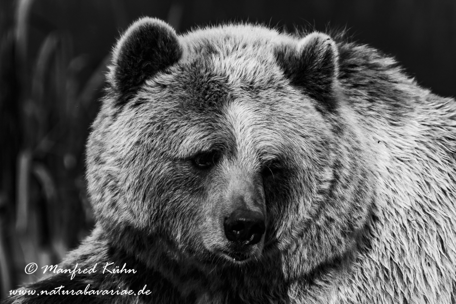 Braunbär (Europäischer)_0040