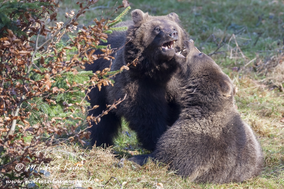 Braunbär (Europäischer)_0063