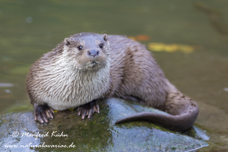 Fischotter ()_0018