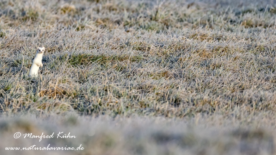 Hermelin ()_0005