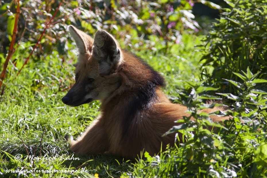 Maehnenwolf_9005