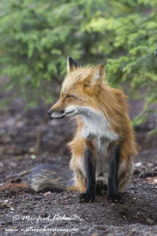 Rotfuchs ()_0001
