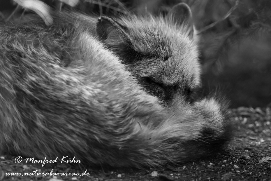 Rotfuchs ()_0004