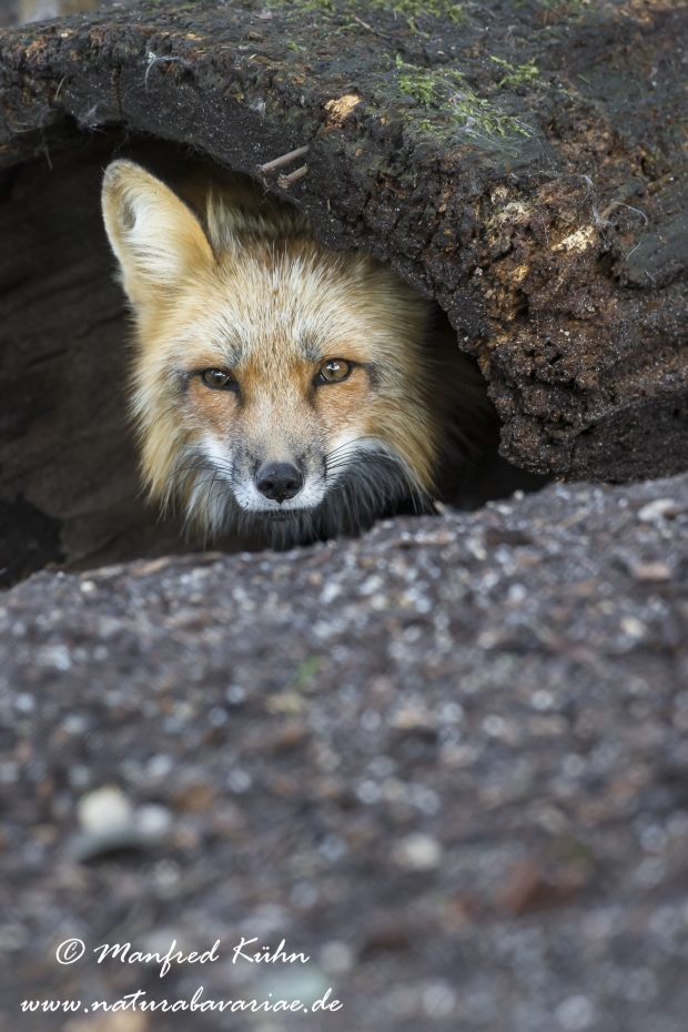 Rotfuchs ()_0007