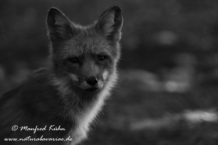 Rotfuchs ()_0010